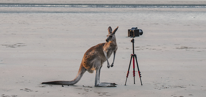 curiosidades-de-los-canguros-australianos