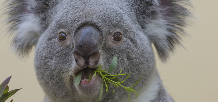 que-come-el-koala-australiano