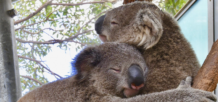 ver-koalas-en-australia