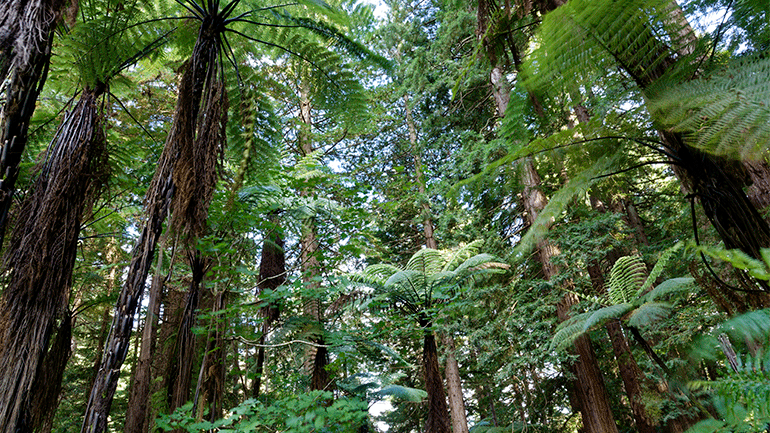 The-Redwoods-Treewalk