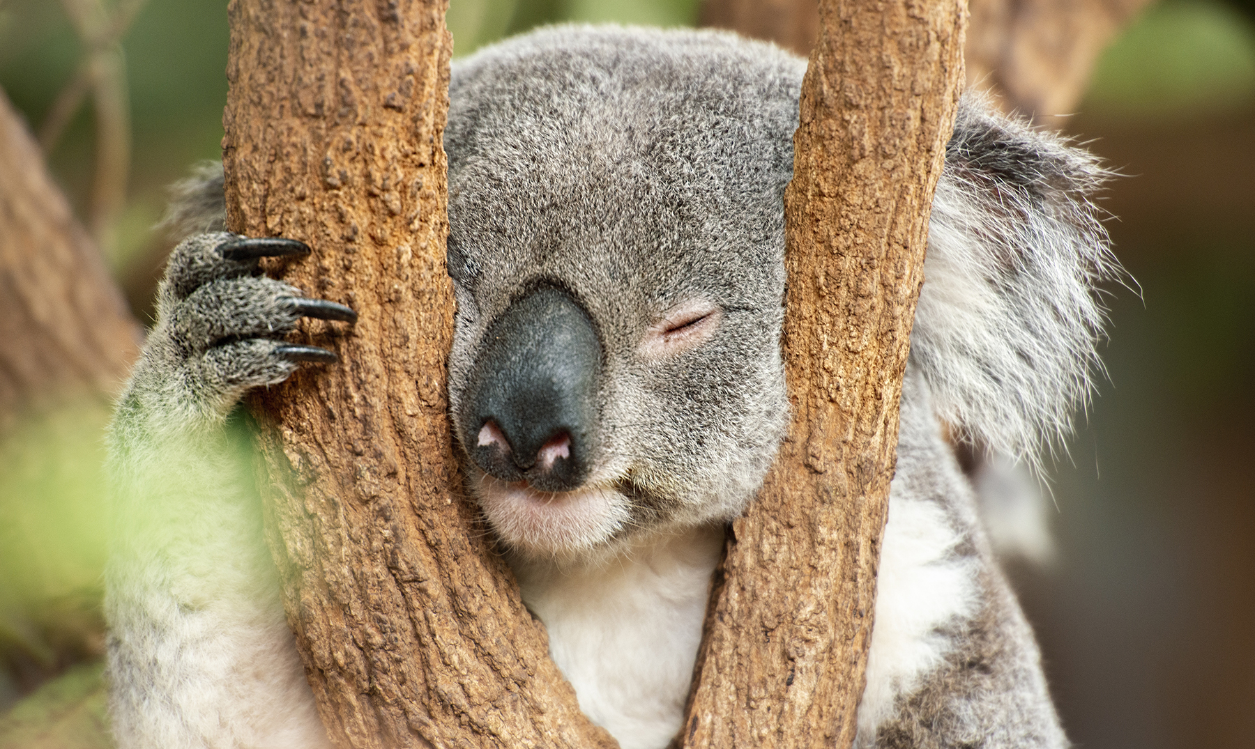 Es basura tema Características de Australia | 10 Distintivos de la tierra de los koalas