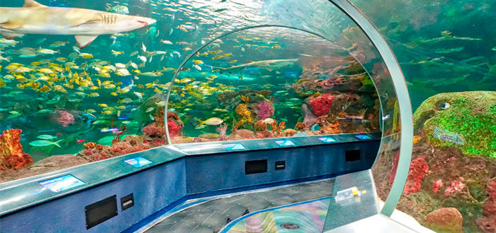 ripleys-aquarium
