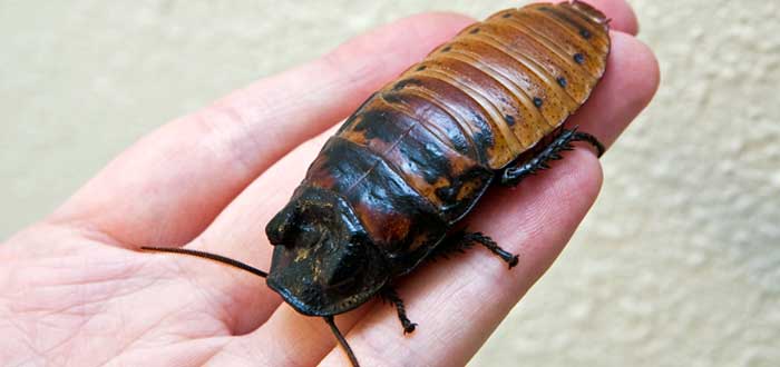 cucaracha-australiana-gigante