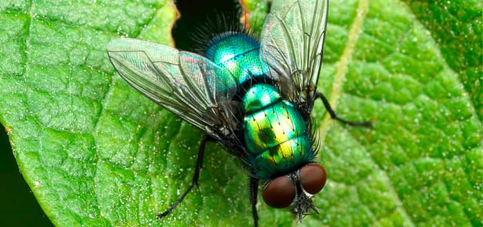 mosca-verde-australiana