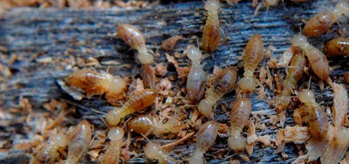 termita-australiana