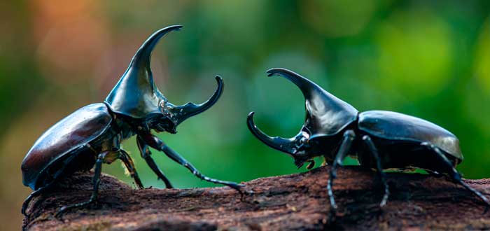 escarabajo-rinoceronte