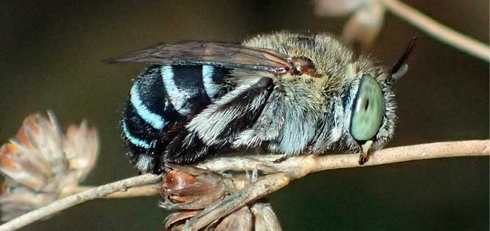 abeja-azul-australiana