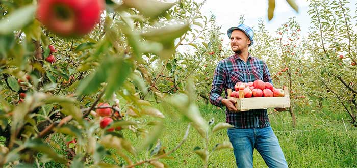 requisitos-del-trabajo-de-recoger-frutas-en-australia