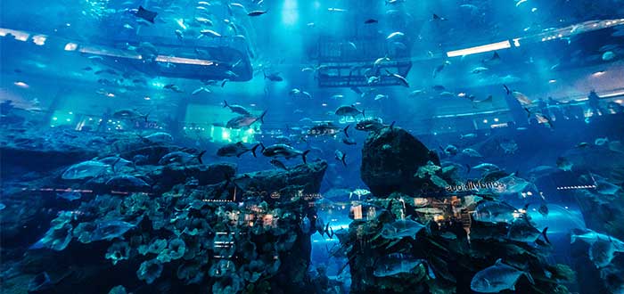 dubai-aquarium-underwater-zoo