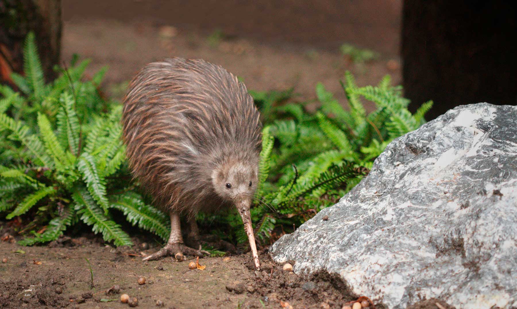 Conoce al animal kiwi: el ave emblemática de Nueva Zelanda