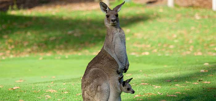 que-ver-en-la-great-ocean-road-anglesea-golf-club