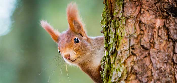 animales-de-irlanda-ardilla-roja