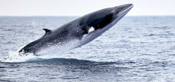 animales-de-irlanda-ballena-minke