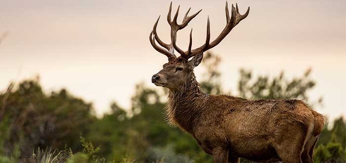 animales-de-irlanda-ciervo-rojo