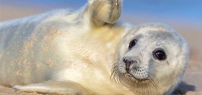 animales-de-irlanda-foca-gris