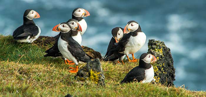 animales-de-irlanda-frailecillo-irlandes