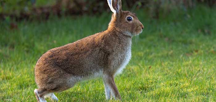 animales-de-irlanda-liebre-irlandesa