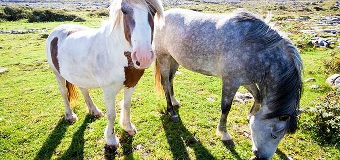 animales-de-irlanda-poni-de-connemara