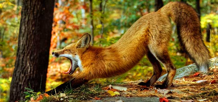 animales-de-irlanda-zorro-rojo